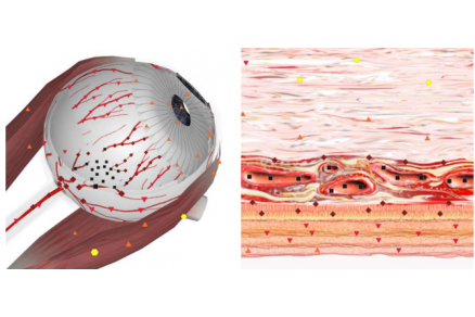 Combined NLS study of space-occupying lesions of ocular organs