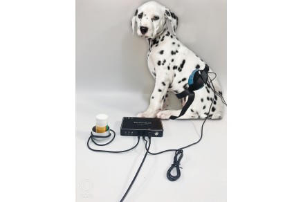 Caring for animals