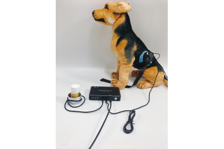 Biophilia Guardian Deals with Diarrhea and Vomiting in Dogs